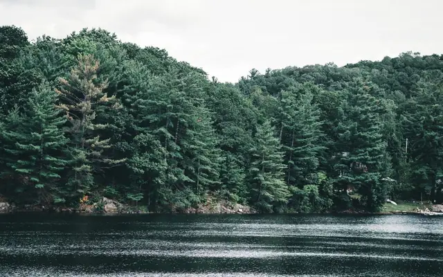 Peaceful view of a forested lakeshore in Calabogie, perfect for nature lovers.