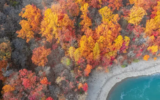 A breathtaking aerial view of colorful autumn foliage along a tranquil lake shore.