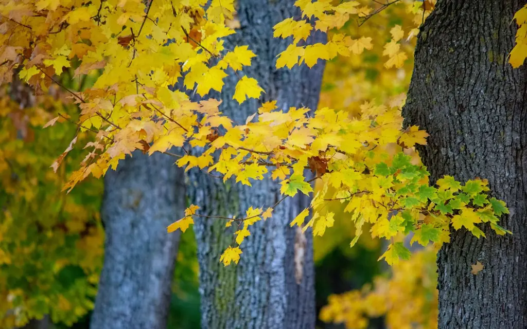 Beautiful yellow autumn leaves on tree branches in Ingolstadt park, capturing fall's vivid colors.