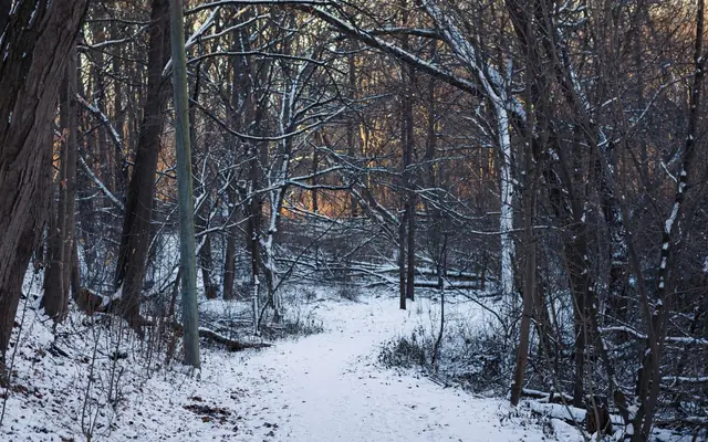 Winter scene of a snowy forest path at sunrise in Toronto, Canada.